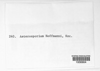 Asterosporium hoffmannii image